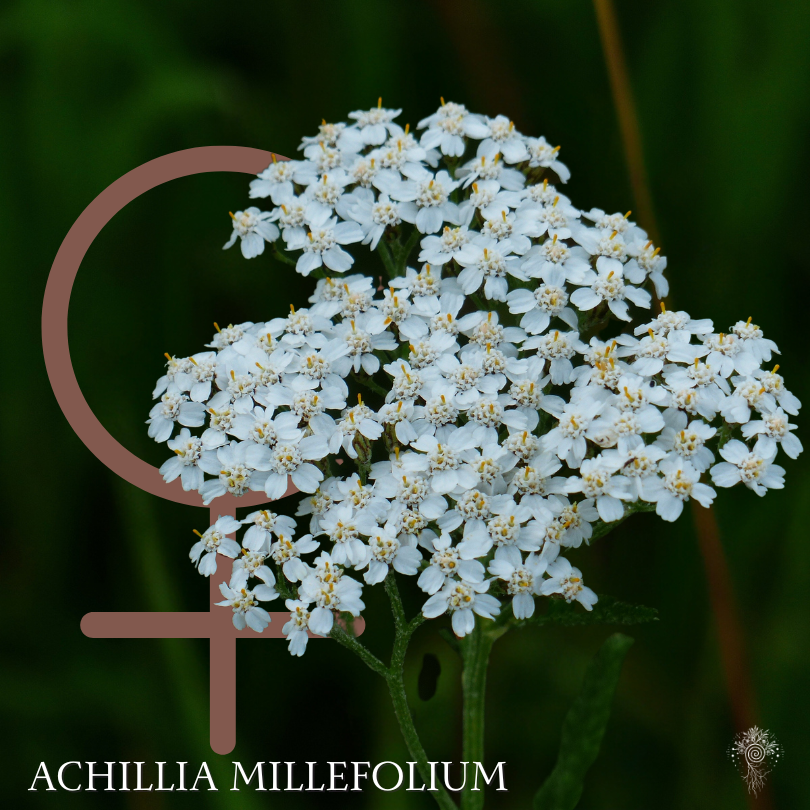 Yarrow Spagyric Extract