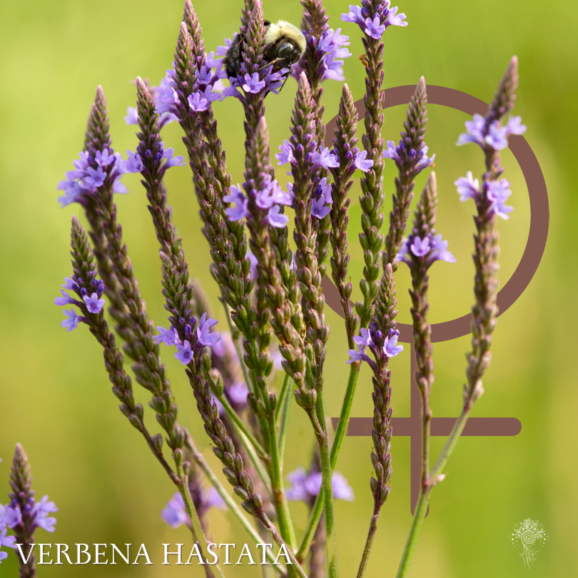 Blue Vervain Spagyric Extract