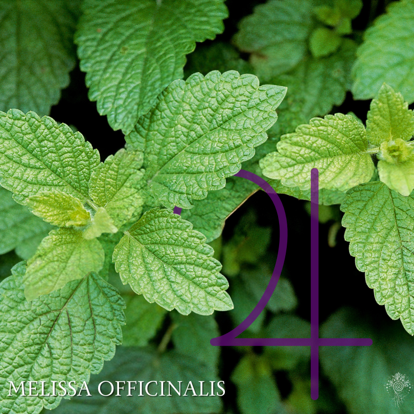 Lemon Balm Spagyric Extract