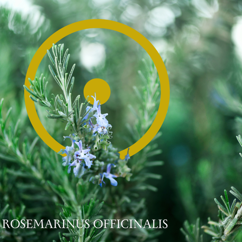 Rosemary Spagyric Extract
