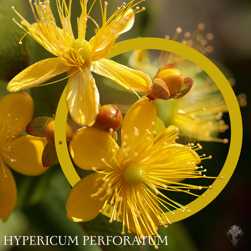 St Johns Wort Spagyric Extract
