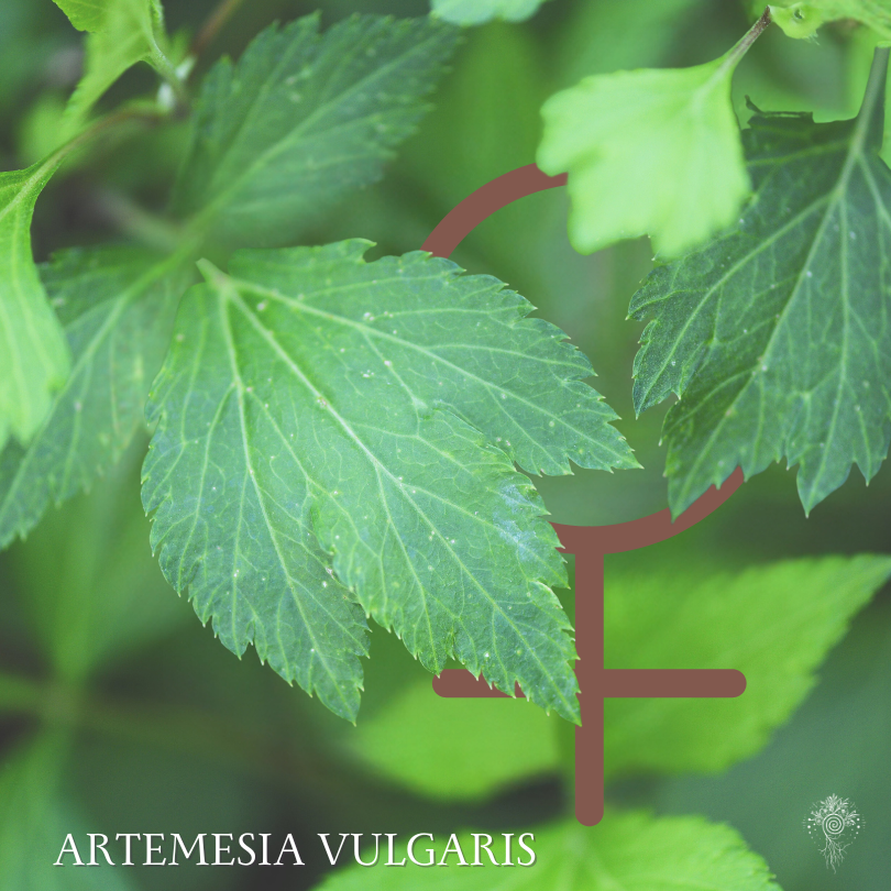 Mugwort Spagyric Extract