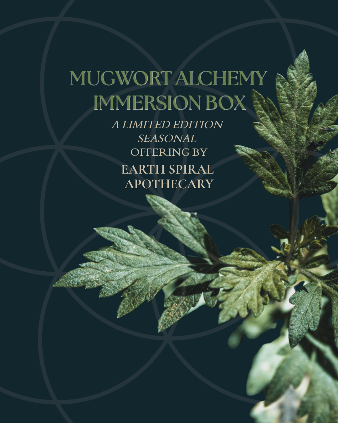 MUGWORT ALCHEMY IMMERSION BOX