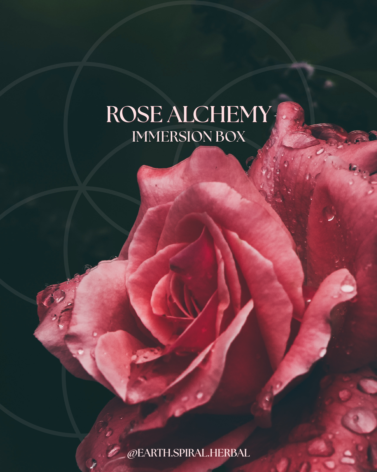 ROSE ALCHEMY IMMERSION BOX