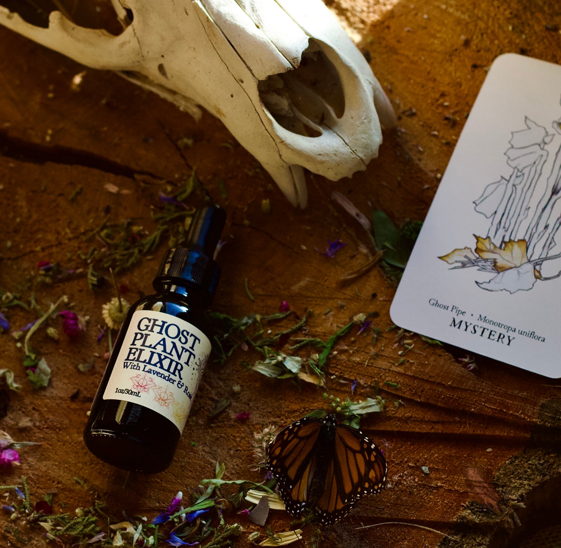 ghost lavender plant Ghost Plant Elixir with Lavender & Rose – Earth Spiral Apothecary